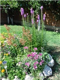 liatris