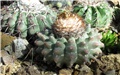 discocactus