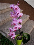 Orhideja phalaenopsis