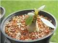Adenium socotranum