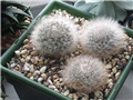 mammillaria guelzowiana