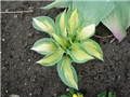 hosta