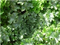 Silybum marianum