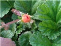 Geum Coccineum