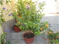 nove slike