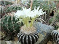 discocactus horstii