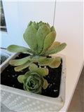 aeonium