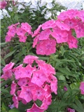 c. phlox