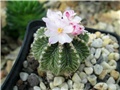 Aztekium ritteri  