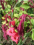 Gladiola u ščiru