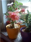 Adenium - @bebolina