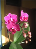 Calimero Phalaenopsis