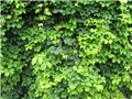 Akebia quinata