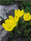 Sternbergia lutea 