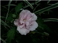 sirijski hibiskus dupli