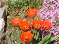tulipani u društvu
