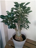 adenium