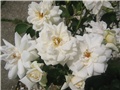 Bijeložuta ruža
