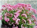 Pelargonija viseća roza
