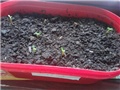 adenium