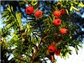 Taxus baccata