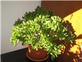 Crassula hobbit