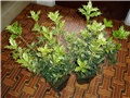 osmanthus