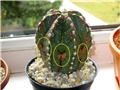 Astrophytum ornatum - hybrid