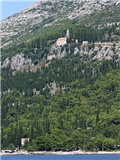 Cupressus sempervirens,Orebić