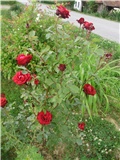 ruža crvena
