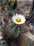 Astrophytum ornatum