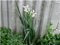 bijeli iris