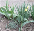 Tulipani