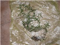 delosperma