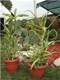 aloe arborescens