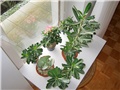 Adenium obesum