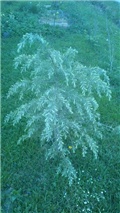 cedar s pupovima