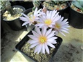 echinocereus knippelianus  kruegeri