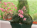 graptopetalum bellum