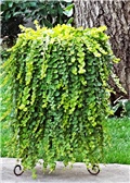 creeping jenny