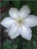 clematis