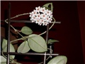 hoya2