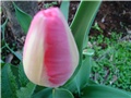 tulipani