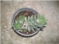 Haworthia