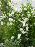 spiraea