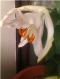 Lilium Muscadet