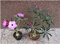 Adenium swazicum 