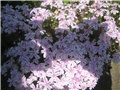 phlox