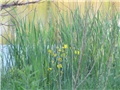 Biljsko jezero - stara Drava