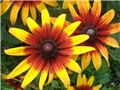 Rudbekia fulgida